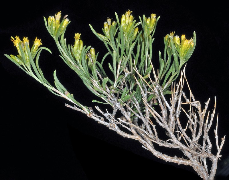 Truckee Rabbitbrush photo 7