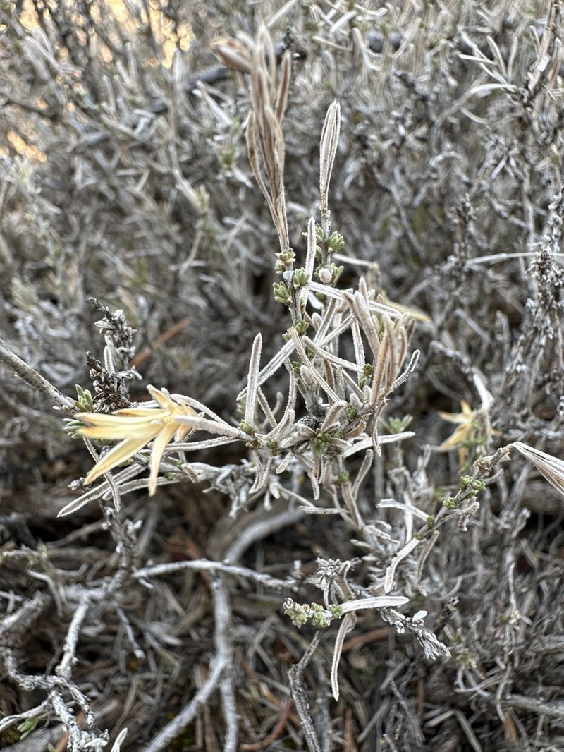 Arizona Rabbitbrush photo 4