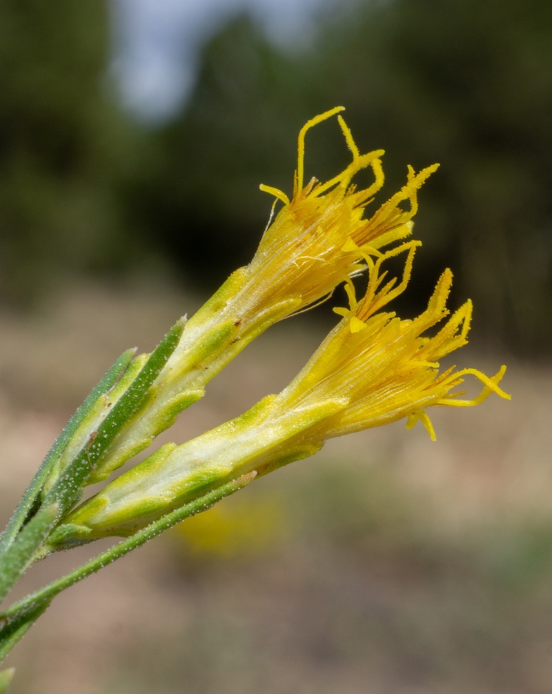 Arizona Rabbitbrush photo 5