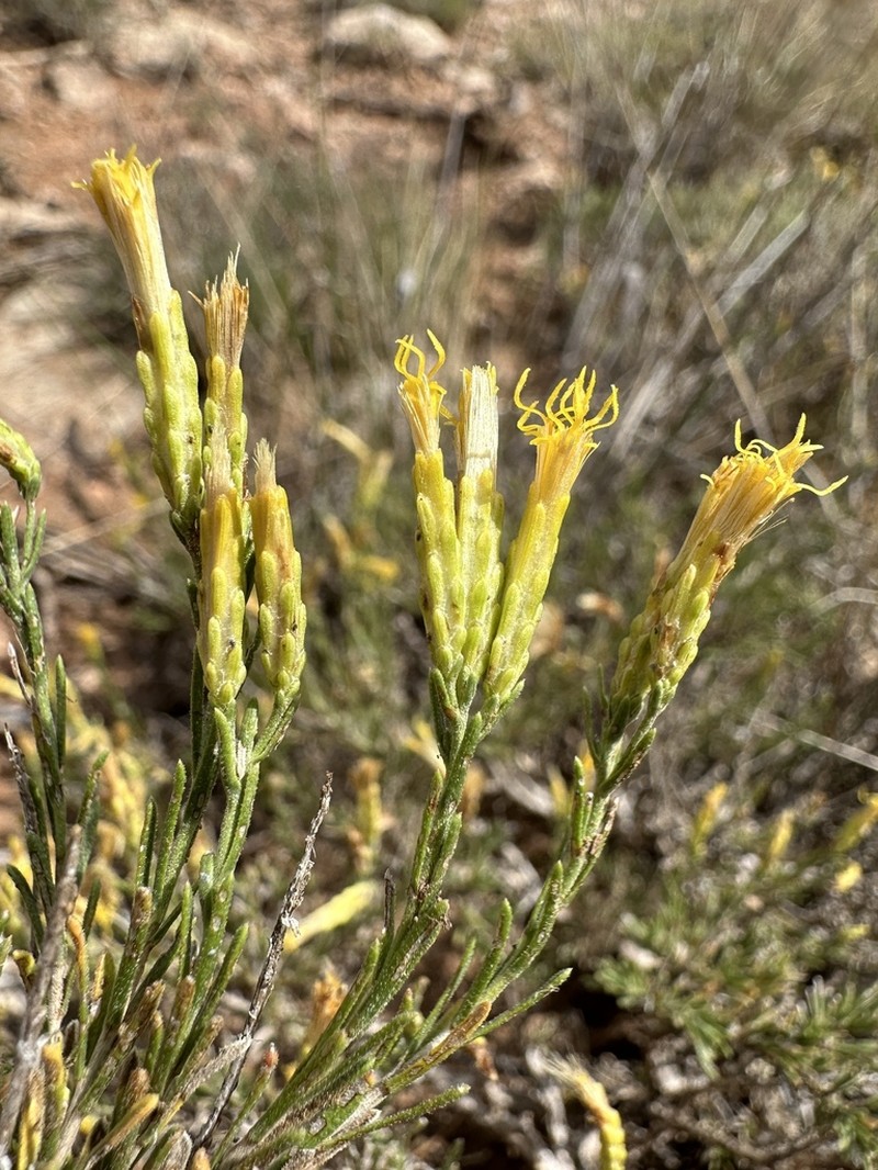 Arizona Rabbitbrush photo 6