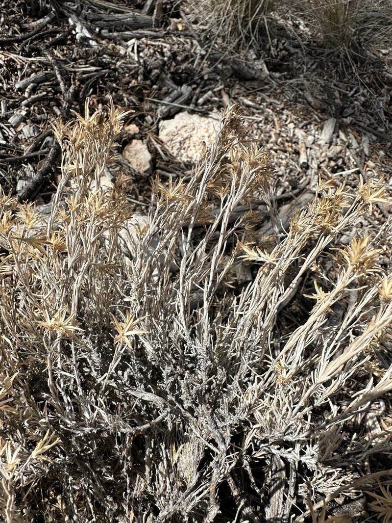 Arizona Rabbitbrush photo 7