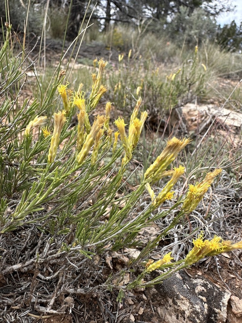 Arizona Rabbitbrush photo 8