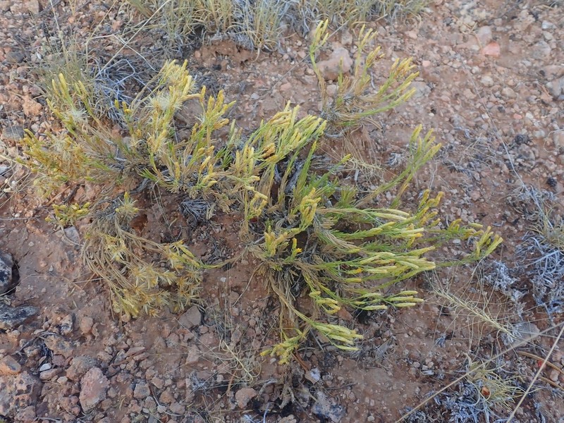 Arizona Rabbitbrush