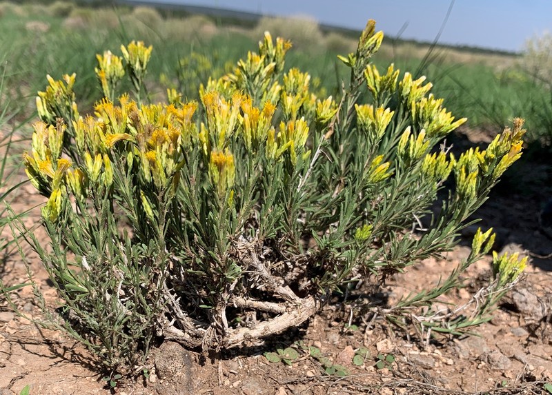 Arizona Rabbitbrush photo 3