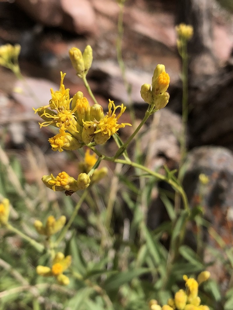 Grand Canyon Glowweed