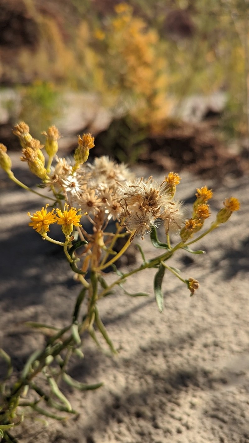 Grand Canyon Glowweed photo 2