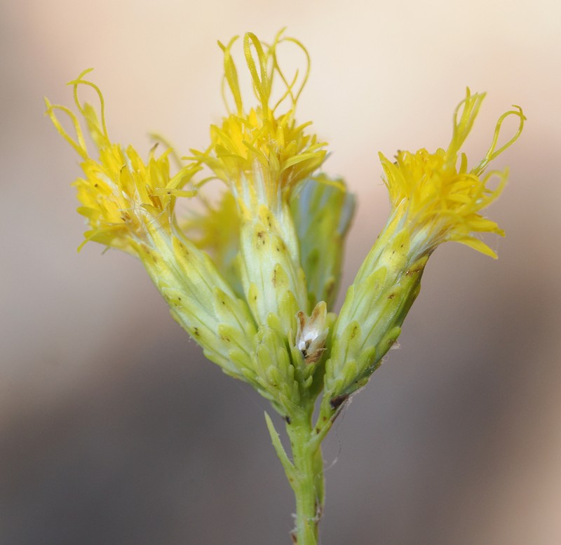 Grand Canyon Glowweed photo 3