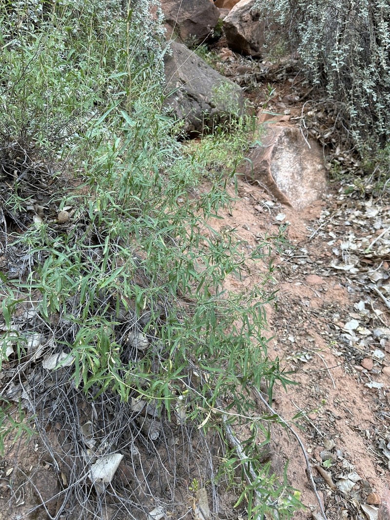 Grand Canyon Glowweed photo 4