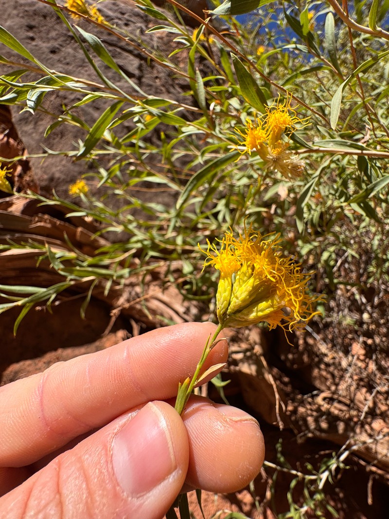 Grand Canyon Glowweed photo 5