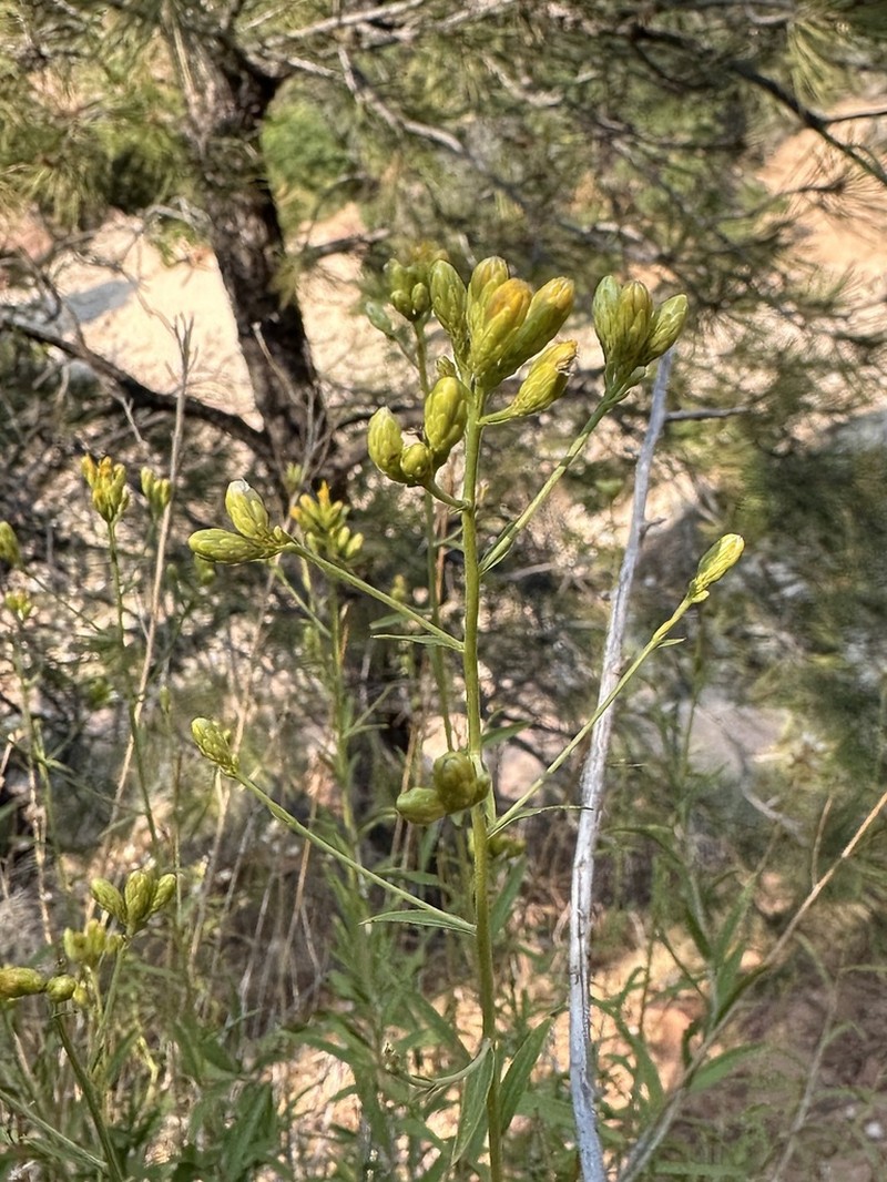 Grand Canyon Glowweed photo 6