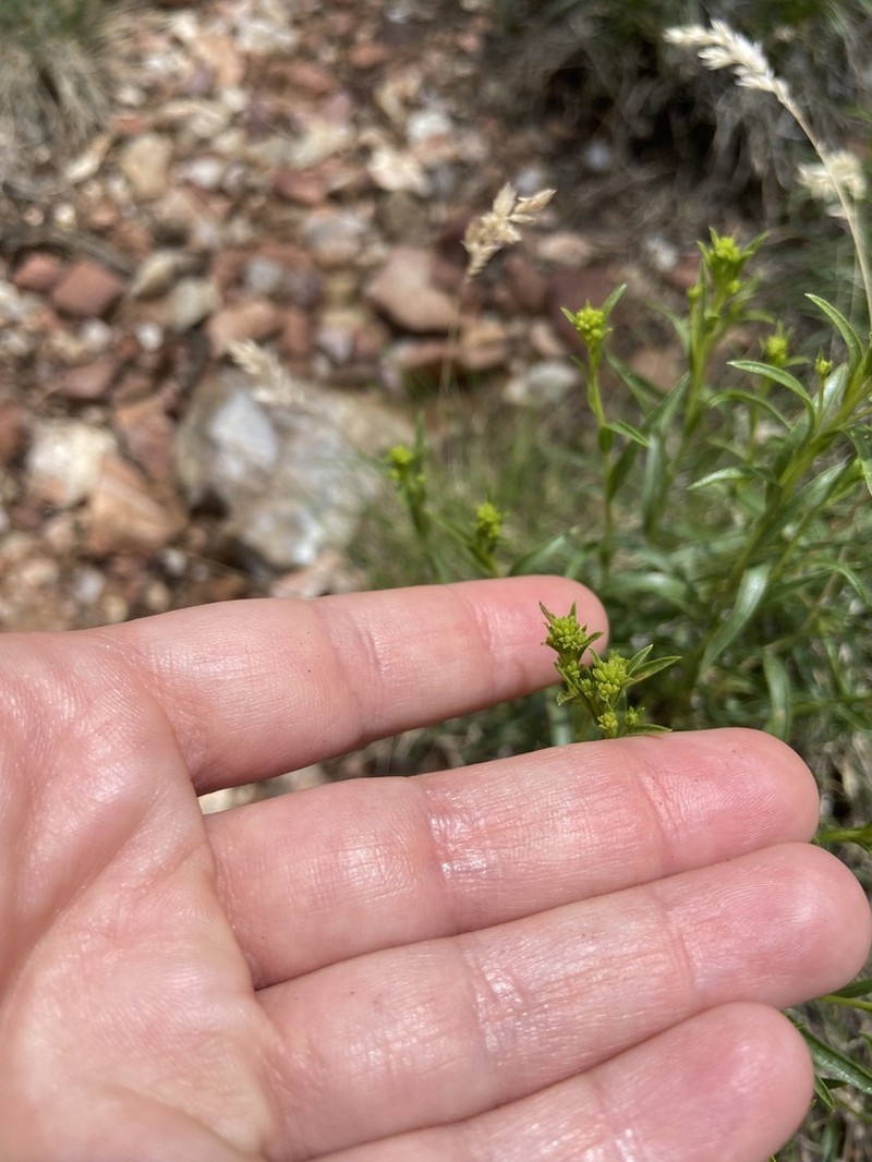Grand Canyon Glowweed photo 7