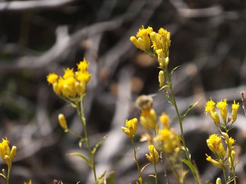Grand Canyon Glowweed photo 8
