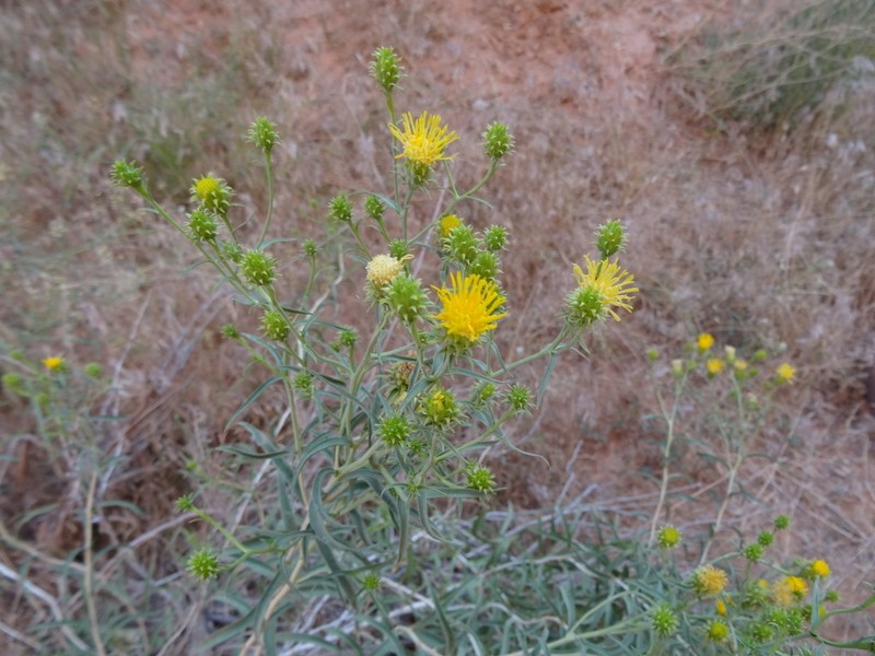 Pillar False Gumweed