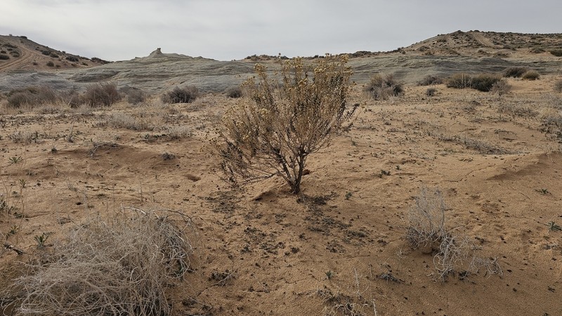 Pillar False Gumweed photo 2