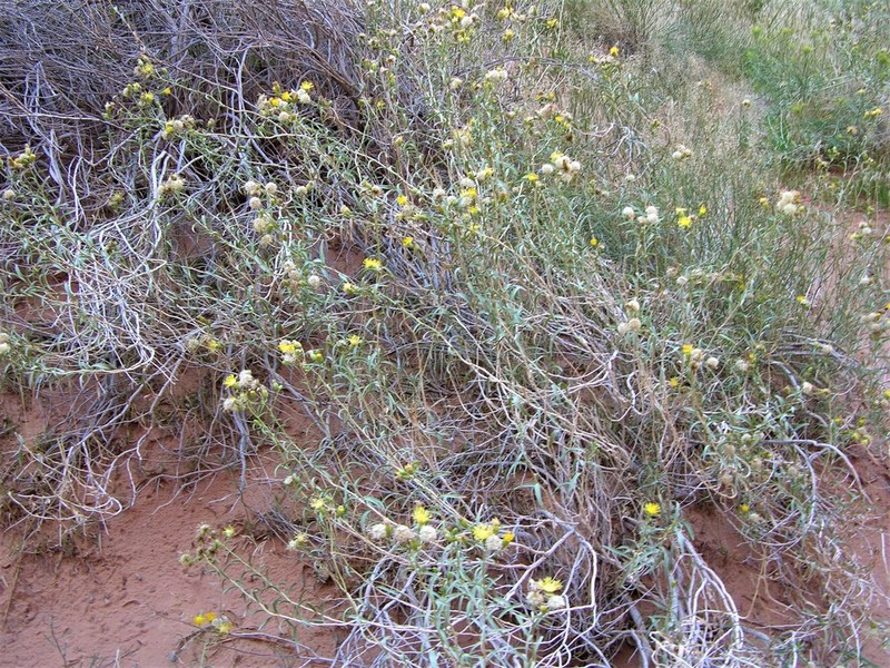 Pillar False Gumweed photo 3