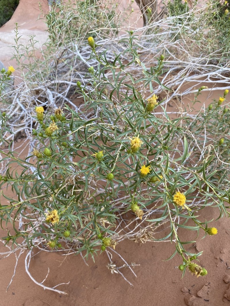 Pillar False Gumweed photo 4