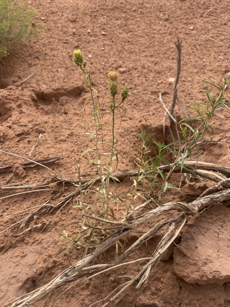 Pillar False Gumweed photo 5