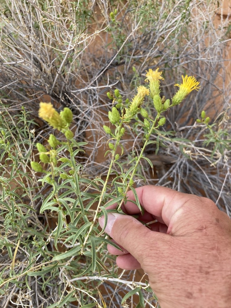 Pillar False Gumweed photo 6