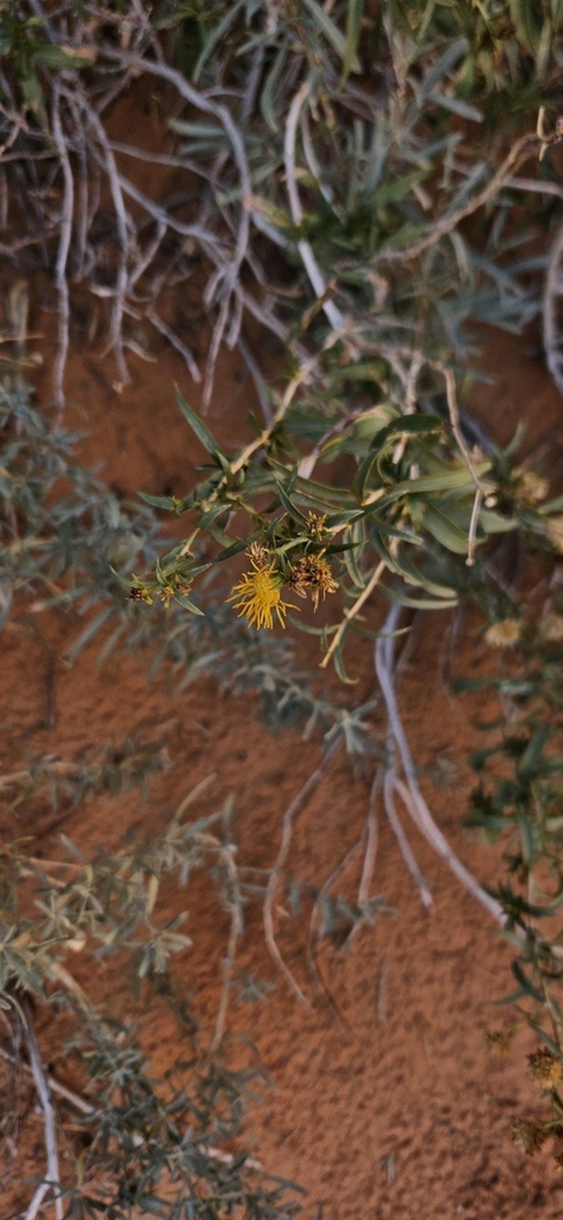 Pillar False Gumweed photo 7