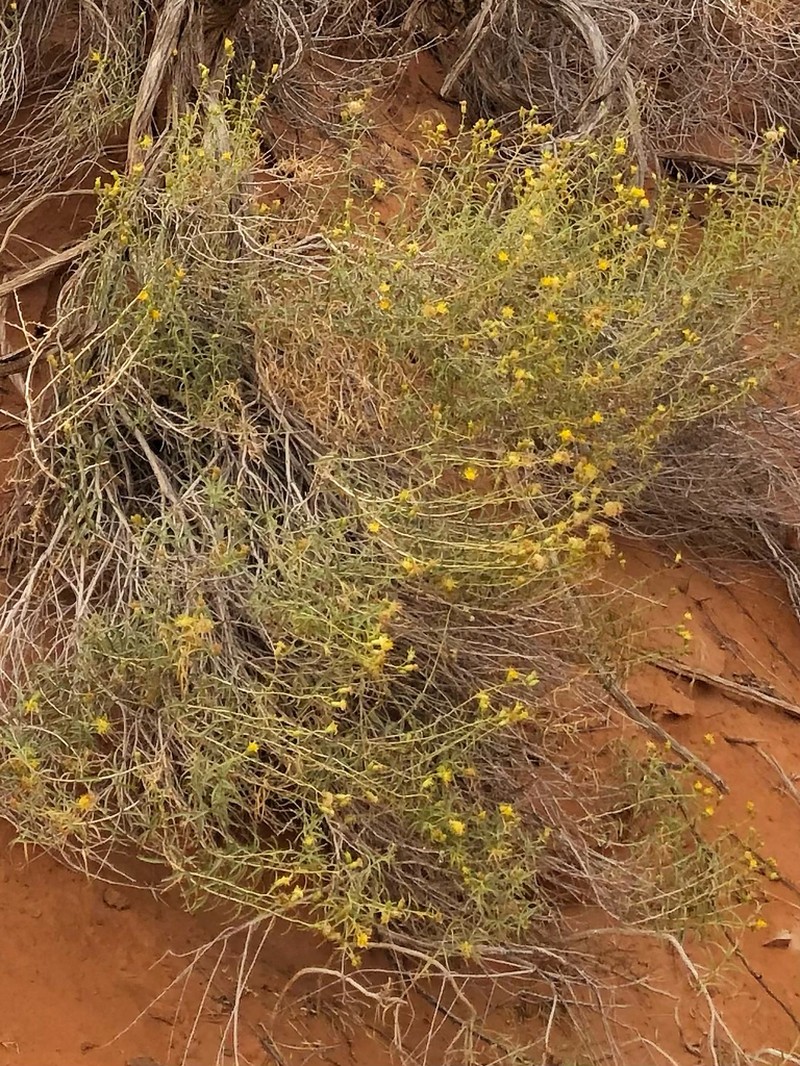 Pillar False Gumweed photo 8