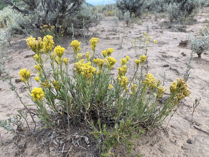 Vasey's Rabbitbrush