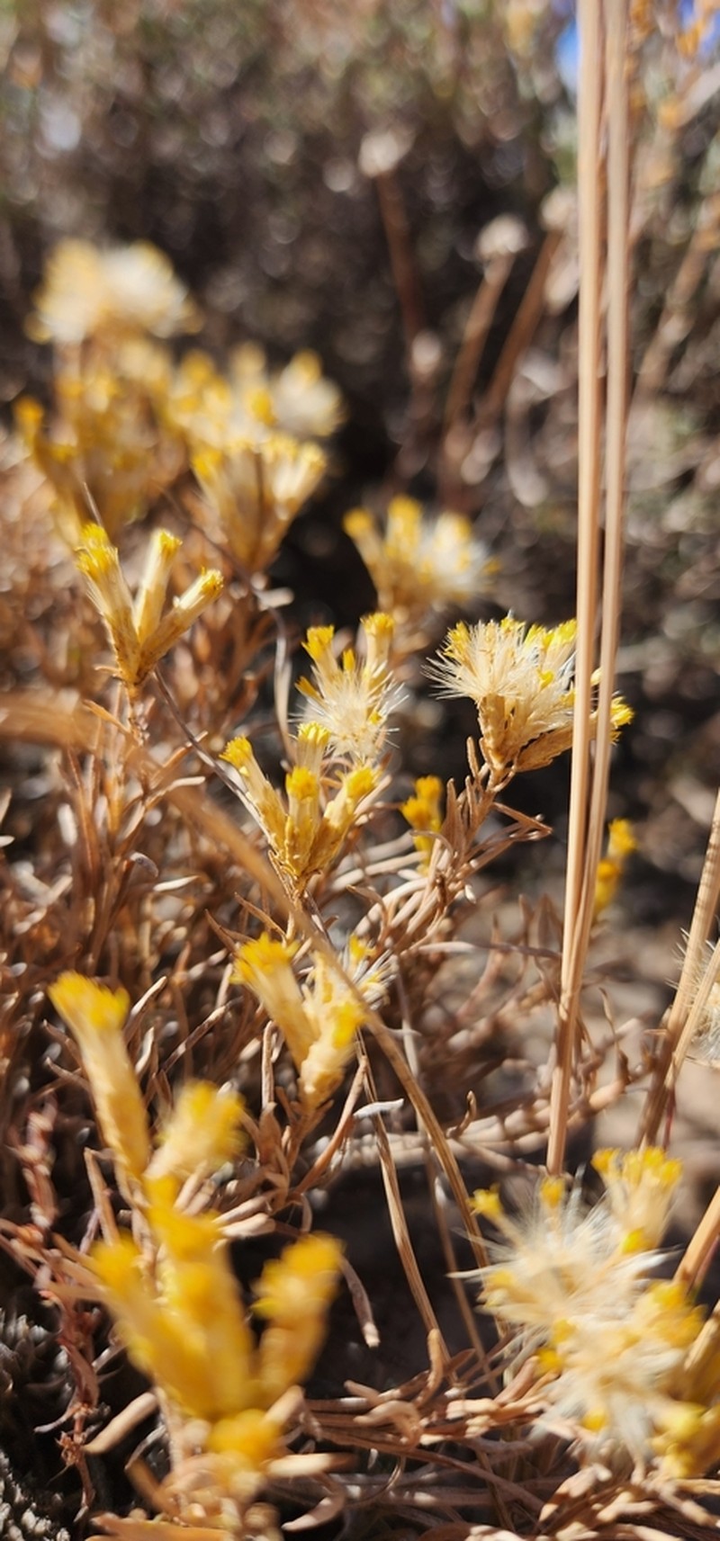 Vasey's Rabbitbrush photo 2