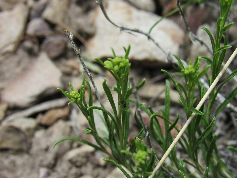 Vasey's Rabbitbrush photo 3