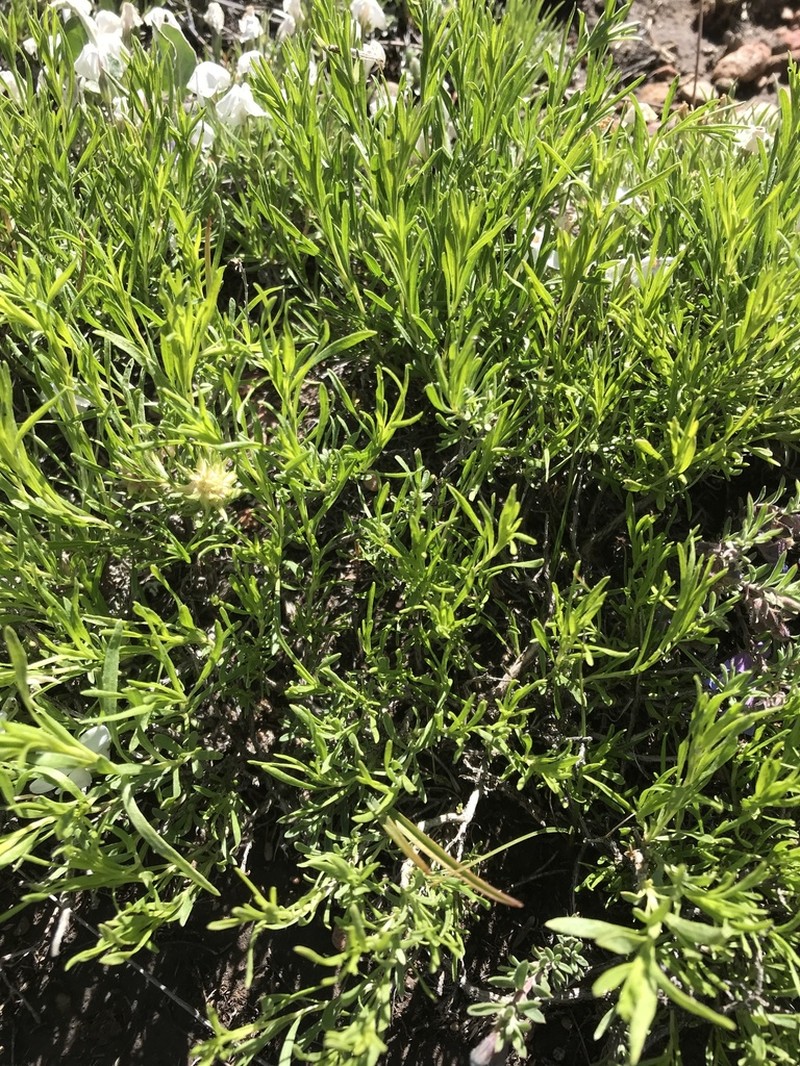 Vasey's Rabbitbrush photo 4