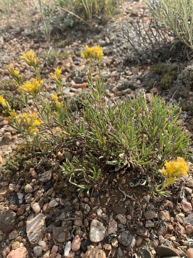Vasey's Rabbitbrush photo 5