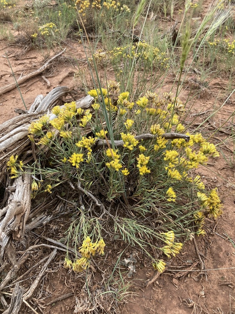 Vasey's Rabbitbrush photo 6