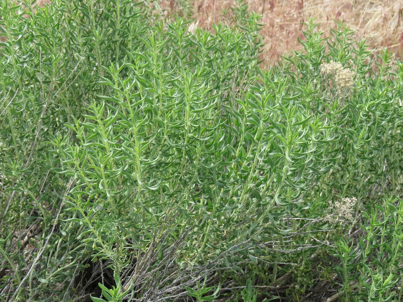 Yellow Rabbitbrush