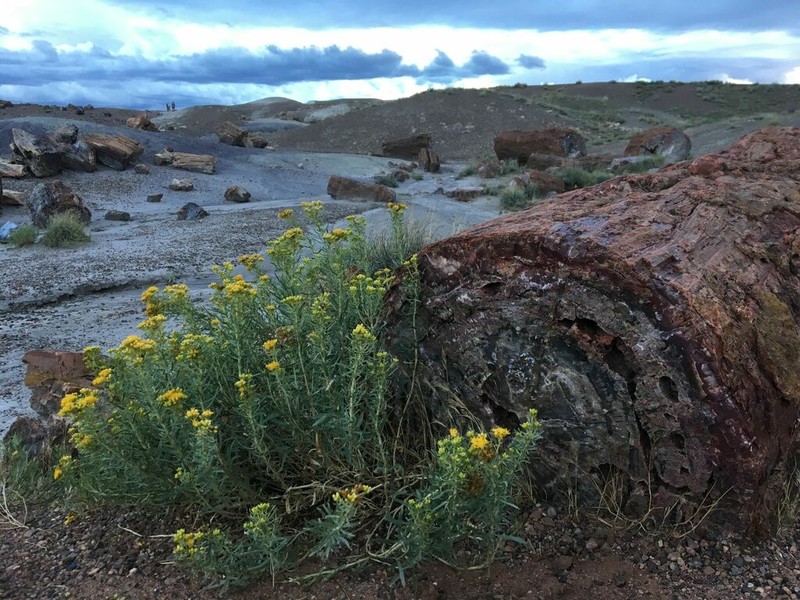 Yellow Rabbitbrush photo 2