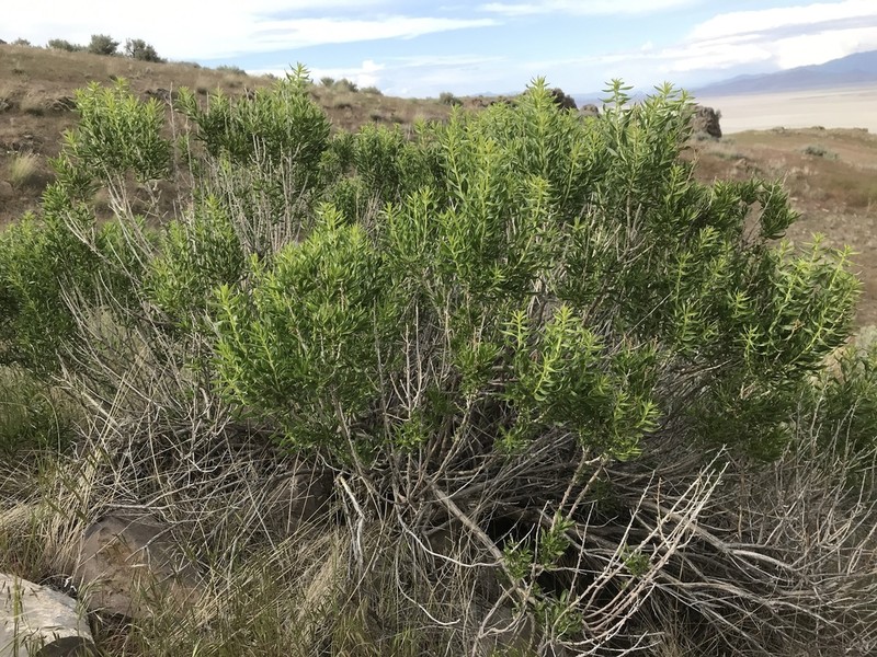 Yellow Rabbitbrush photo 3