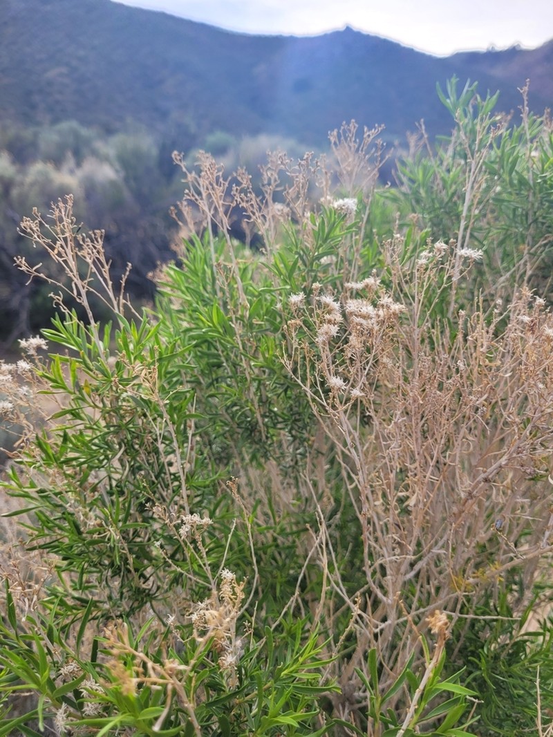 Yellow Rabbitbrush photo 4