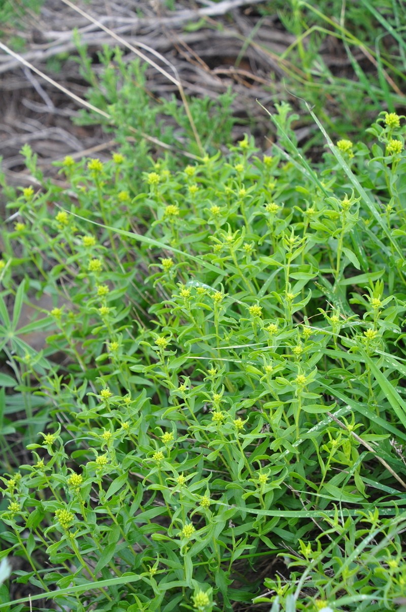 Yellow Rabbitbrush photo 5