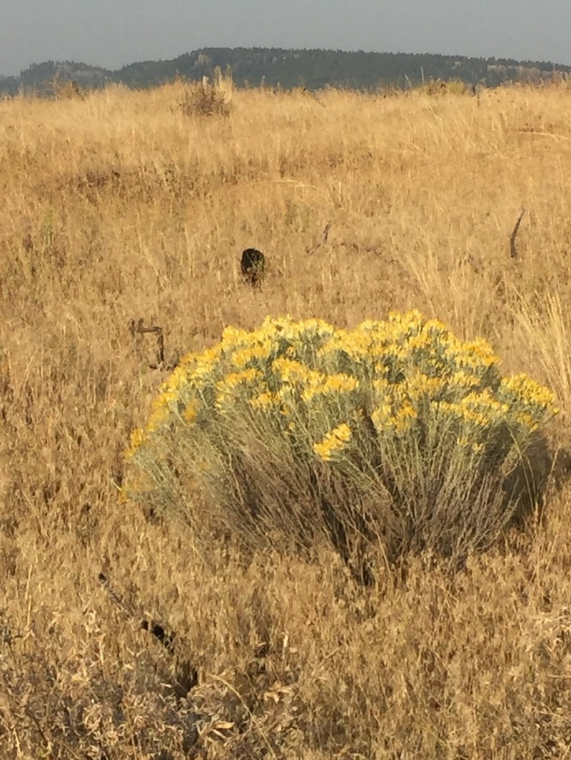 Yellow Rabbitbrush photo 6