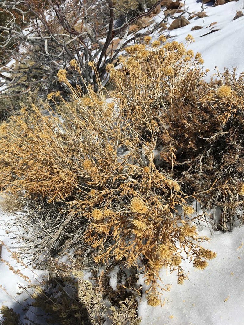 Yellow Rabbitbrush photo 7