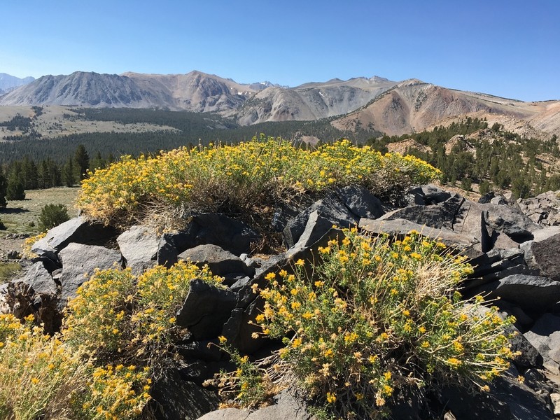 Yellow Rabbitbrush photo 8