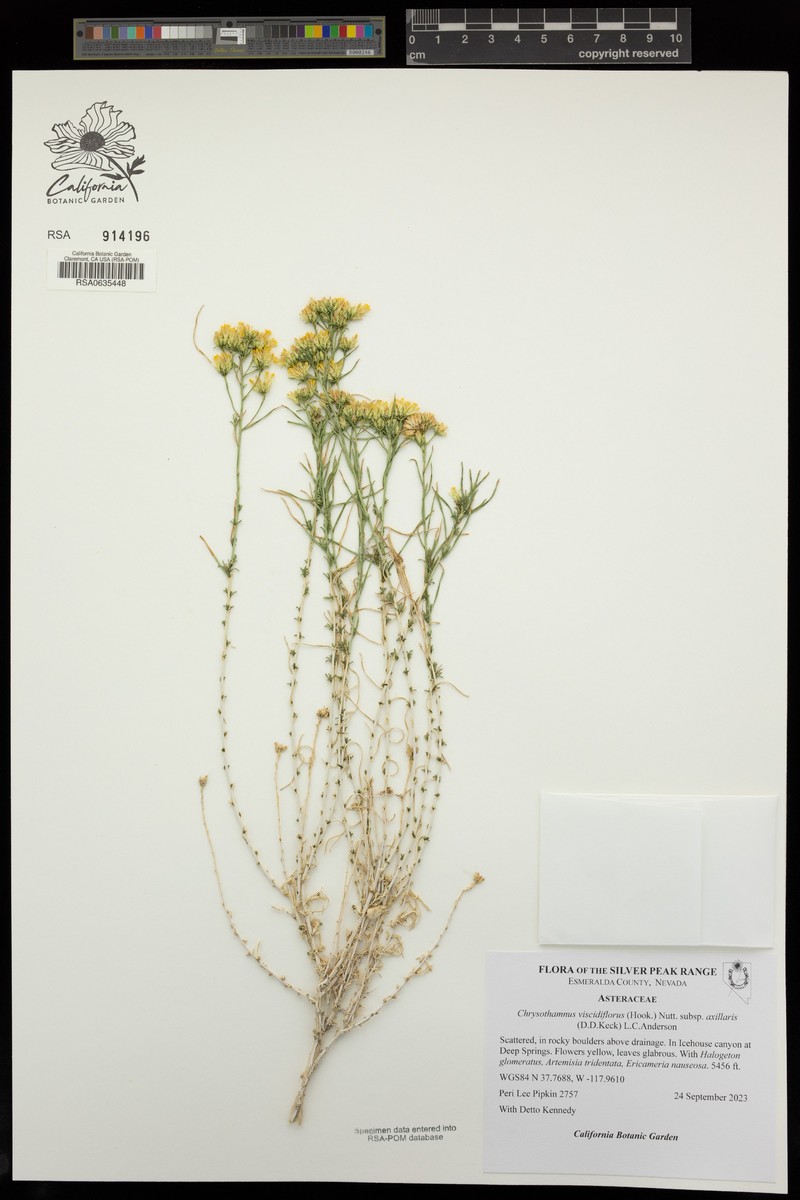 Chrysothamnus viscidiflorus subsp. axillaris photo 5