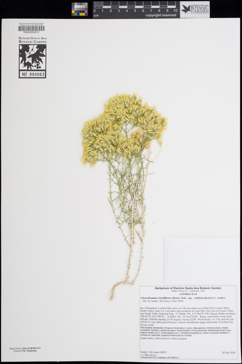 Chrysothamnus viscidiflorus subsp. axillaris photo 6