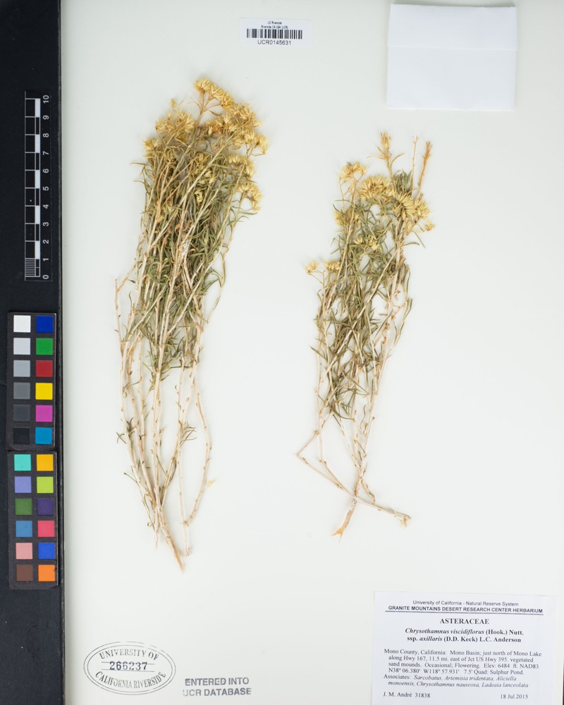 Chrysothamnus viscidiflorus subsp. axillaris photo 7