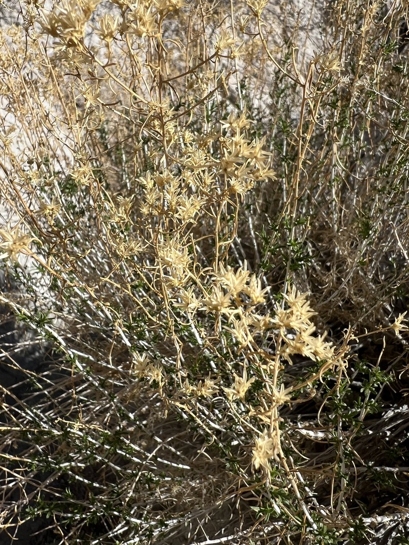 Chrysothamnus viscidiflorus subsp. axillaris