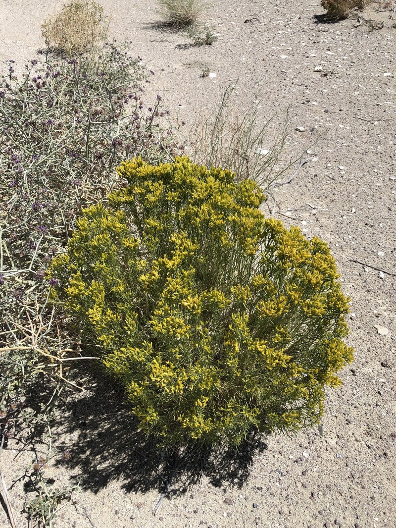 Chrysothamnus viscidiflorus subsp. axillaris photo 2