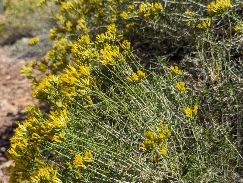 Chrysothamnus viscidiflorus subsp. axillaris photo 3