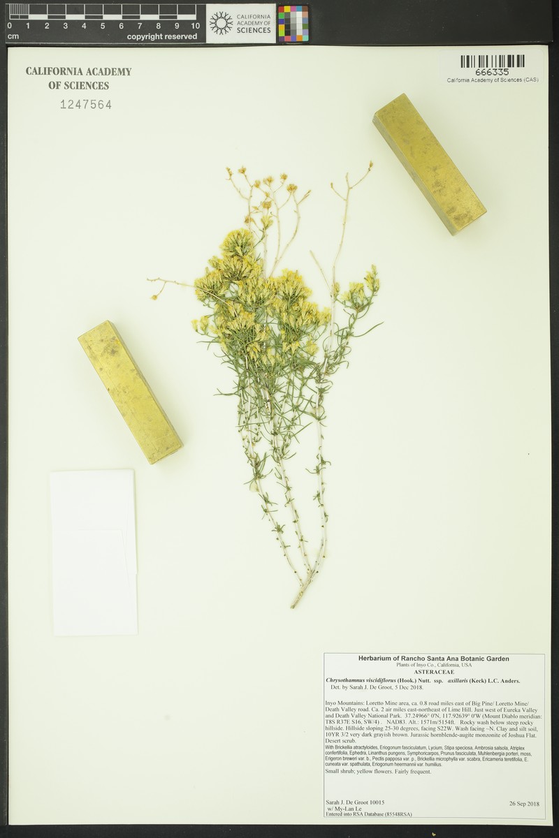 Chrysothamnus viscidiflorus subsp. axillaris photo 4