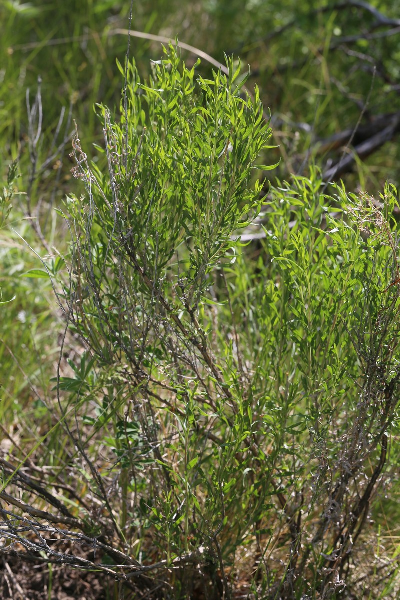 Chrysothamnus viscidiflorus subsp. lanceolatus