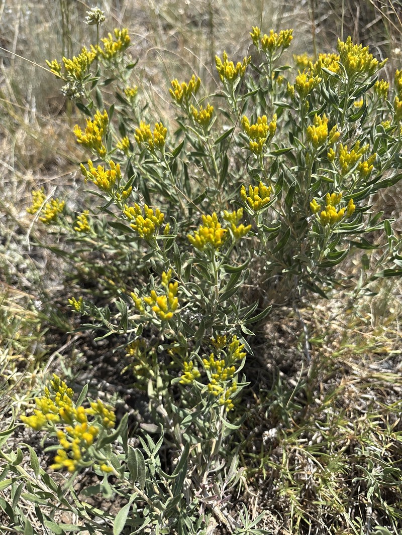 Chrysothamnus viscidiflorus subsp. lanceolatus photo 2