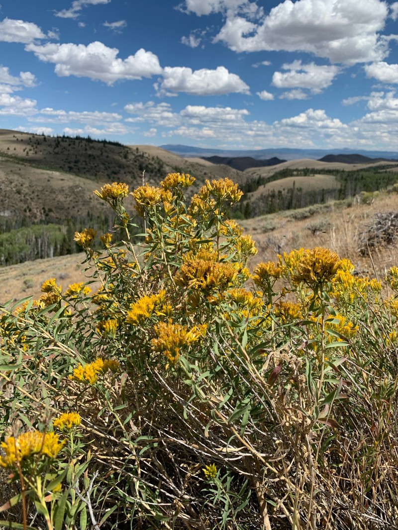 Chrysothamnus viscidiflorus subsp. lanceolatus photo 4