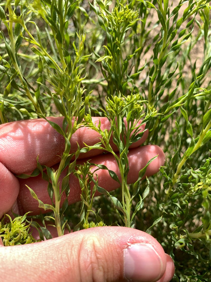 Chrysothamnus viscidiflorus subsp. lanceolatus photo 5