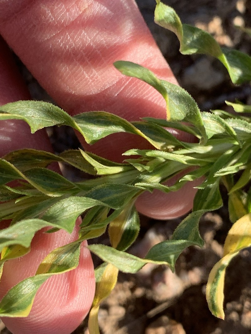 Chrysothamnus viscidiflorus subsp. lanceolatus photo 6